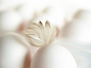 واردات تخم مرغ – «شرکت تجاری بازرگانی آریا ساویس»