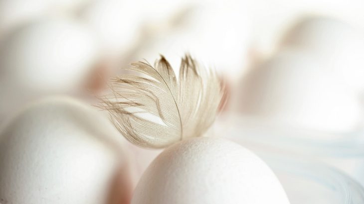 واردات تخم مرغ – «شرکت تجاری بازرگانی آریا ساویس»