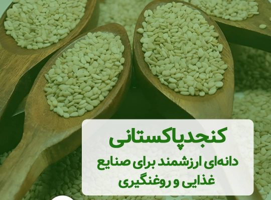 کنجد پاکستانی: دانه‌ای ارزشمند برای صنایع غذایی و روغنگیری