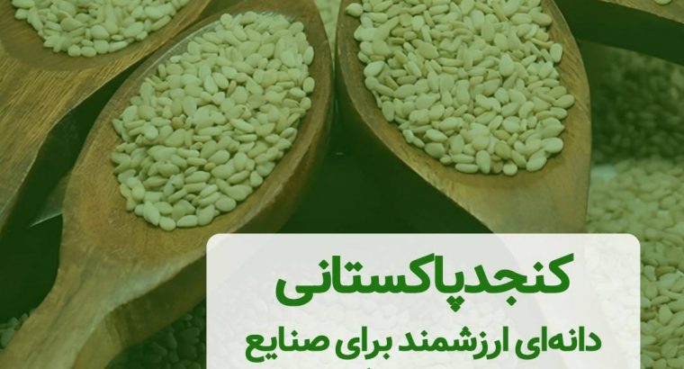 کنجد پاکستانی: دانه‌ای ارزشمند برای صنایع غذایی و روغنگیری