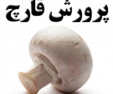 آموزش پرورش قارچ