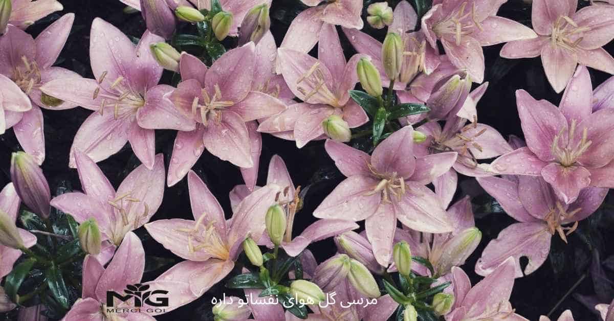 ظرافت و تازگی