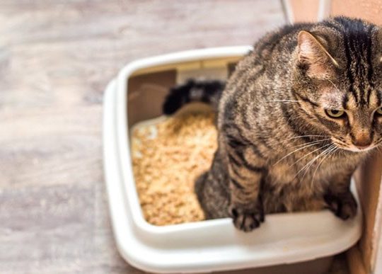 تکرر یا مشکل در ادرار گربه‌ها یا هشدارهای جدی که صاحبان نباید نادیده بگیرند