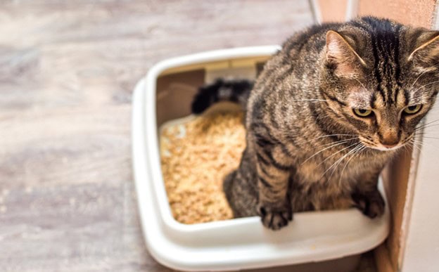 تکرر یا مشکل در ادرار گربه‌ها یا هشدارهای جدی که صاحبان نباید نادیده بگیرند