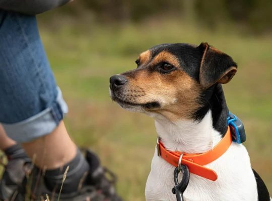 آیا پیاده روی با سگ بدون قلاده ایمن است؟ راهنمای جامع