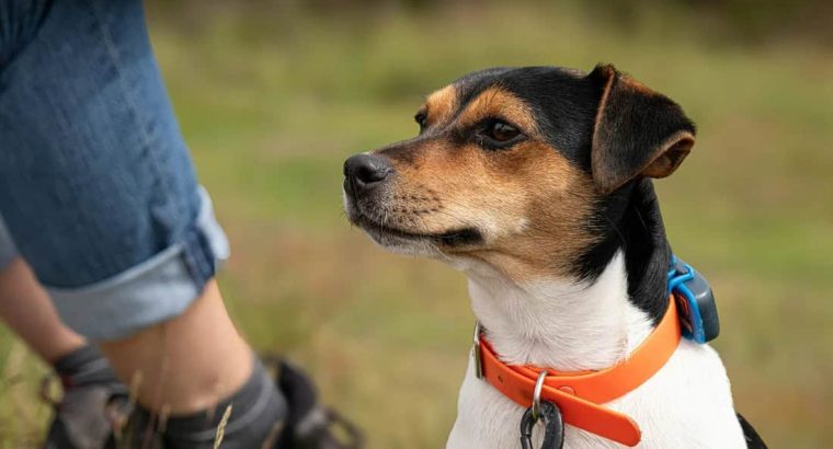 آیا پیاده روی با سگ بدون قلاده ایمن است؟ راهنمای جامع