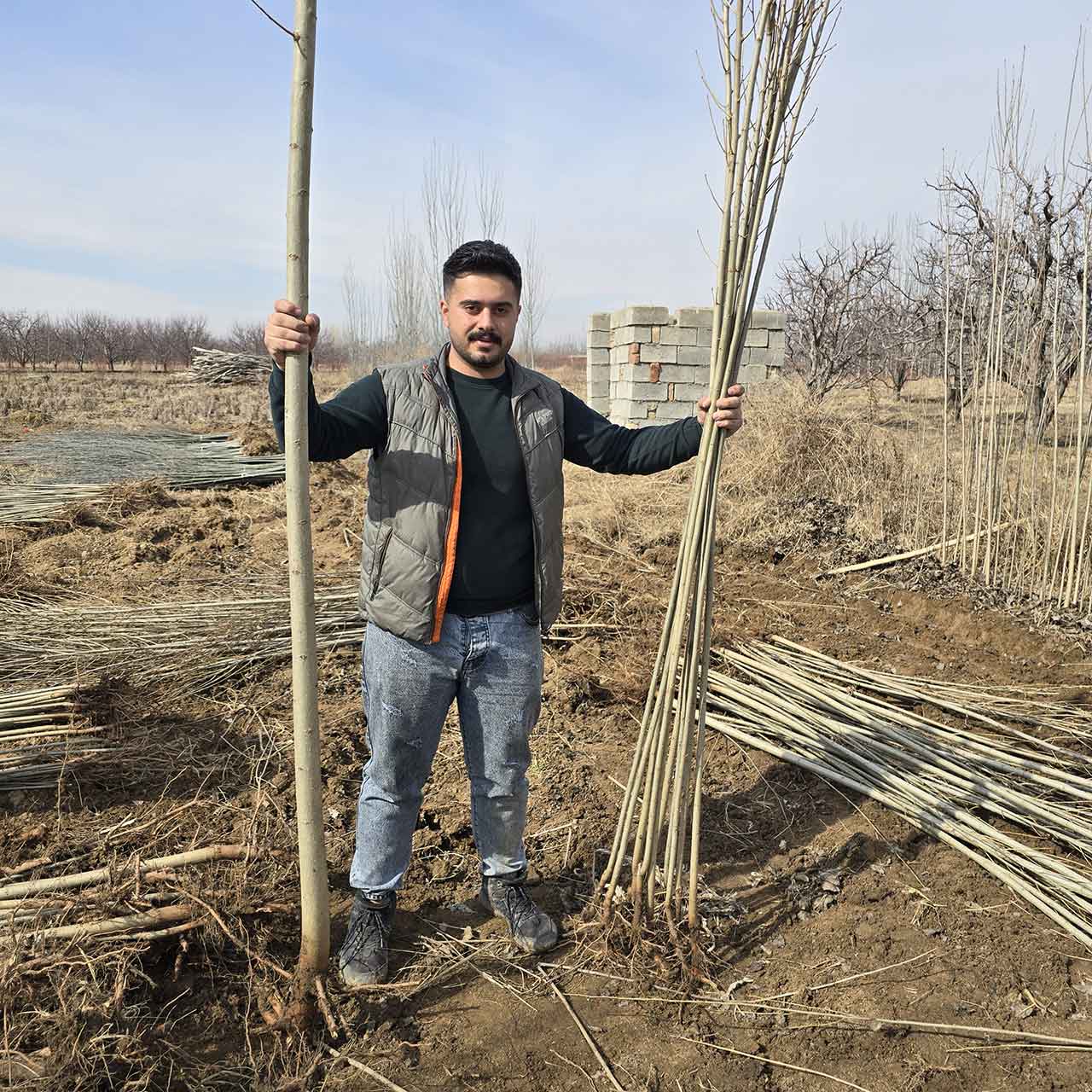 خرید نهال صنوبر نیگرا