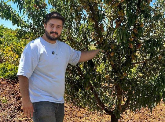 خرید نهال بادام، گردو و صنوبر نیگرا: راهی به سوی سرمایهگذاری بلندمدت و سودآوری پایدار