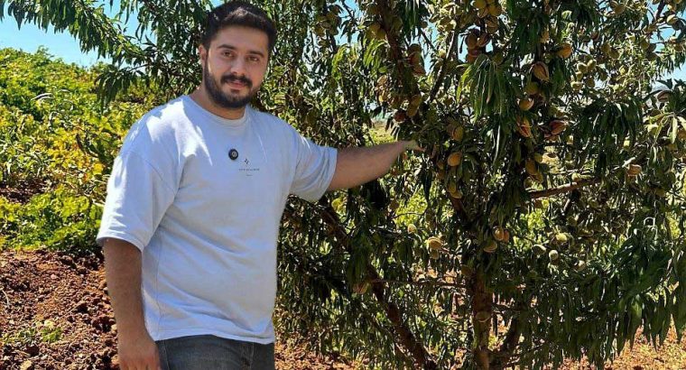 خرید نهال بادام، گردو و صنوبر نیگرا: راهی به سوی سرمایهگذاری بلندمدت و سودآوری پایدار